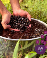 Polpa de Acai Organico Puro (BELLAMAZON)