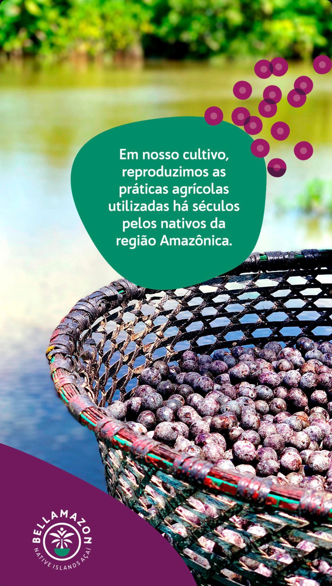 Polpa de Acai Organico Puro (BELLAMAZON)