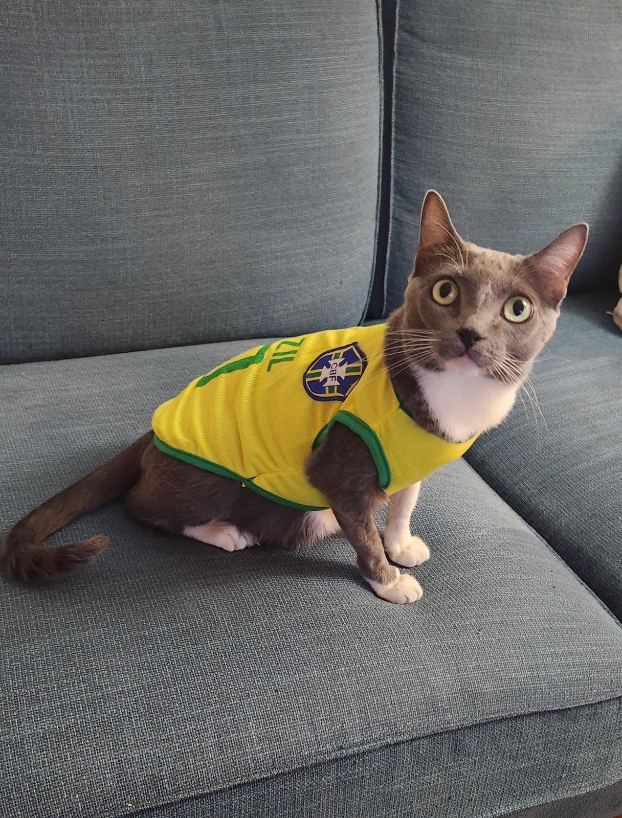Roupa para pet (Brasil)